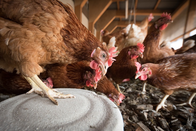 laying-hens-4133960_1280.jpg