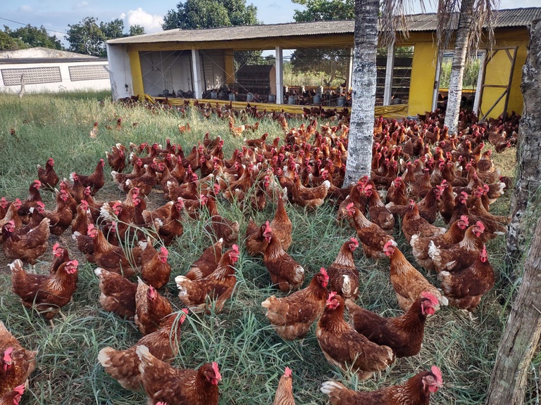 aviário-aves-divulgação.jpeg frango.webp