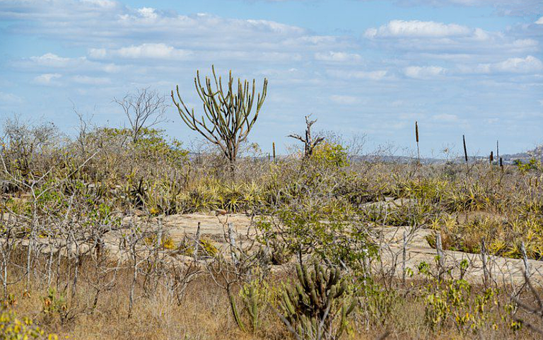 Caatinga1.png