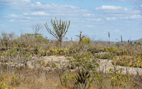 Pesquisa revela novas espécies da Caatinga e amplia conhecimento sobre a biodiversidade do semiárido