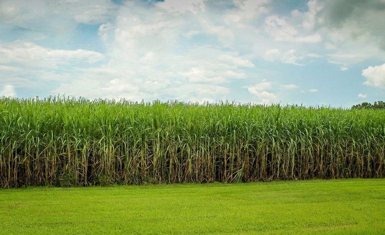 SugarCane1.jpg