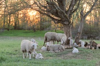 Rota da Ovinocultura avança para RN se tornar polo estratégico no Nordeste