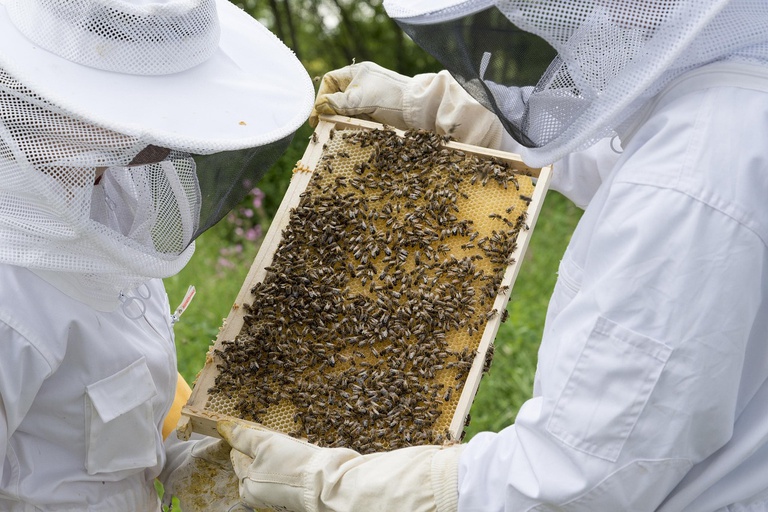 beekeeper-2650664_1280.jpg