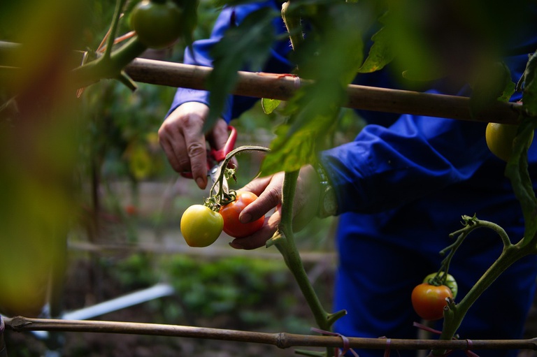 Tomate Pixabay.jpg