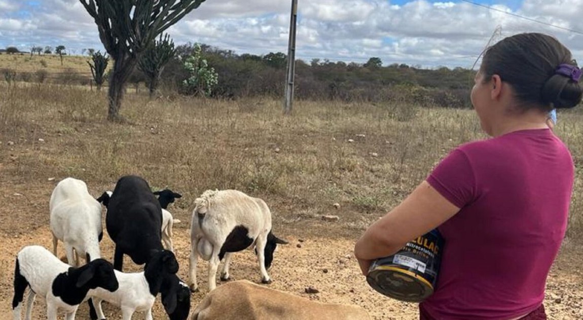 Mulher alimentando animais em zona rural