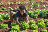 ​MDS lança caderno para fortalecer o Sisan