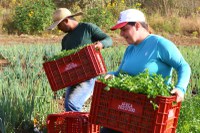 Agricultura familiar ganha força em Independência (CE) com o Programa de Aquisição de Alimentos