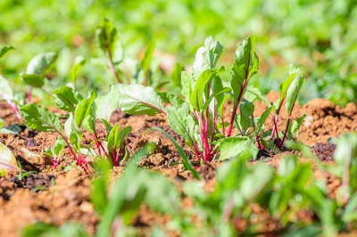 Foto: André Oliveira / MDS