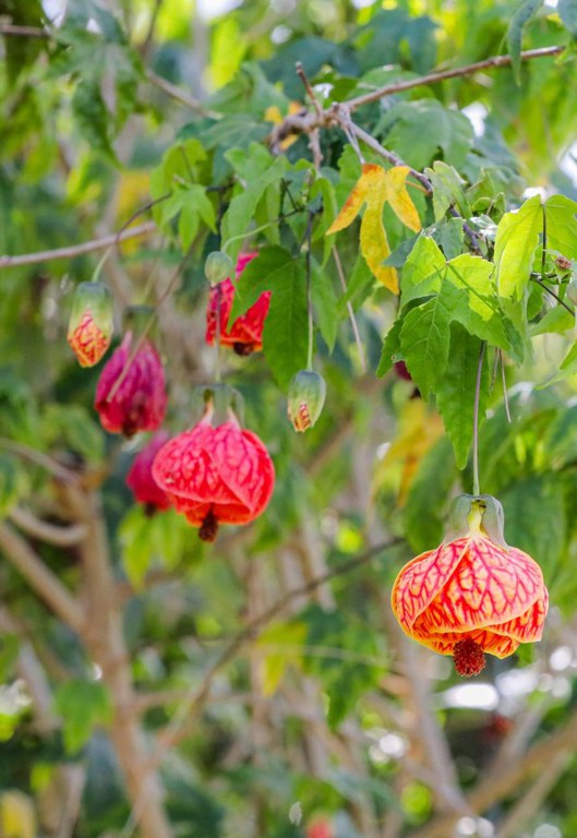 Foto: André Oliveira / MDS