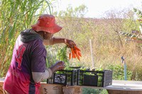 Com olhar voltado para a escala municipal, CadINSAN é ferramenta estratégica no combate à fome