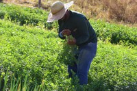 Com troca de experiências entre países, Aliança Global permitirá refinar políticas de combate à fome e à pobreza