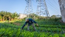 05092022_agricultura_periurbana.jpg