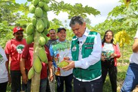 COP30: Agricultores familiares no Pará garantem sustento com produção sustentável e recuperação ambiental