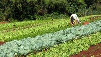 Governo Federal define regras de concessão do Auxílio Inclusão Produtiva Rural