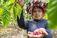 Fomento Rural fortalece segurança alimentar e nutricional na terra indígena Yanomami