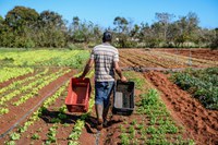 Governo Brasileiro discute Cooperação Sul-Sul para a agenda da alimentação urbana em evento na Colômbia