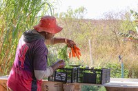 COP30: nova fase do Contrata+Brasil fortalece compras públicas de alimentos da agricultura familiar