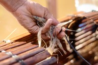 Governo Federal cria auxílio extraordinário de dois salários mínimos para 100 mil pescadores atingidos pela seca na região Norte