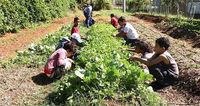Horta escolar ensina crianças sobre agroecologia, matemática e cidadania