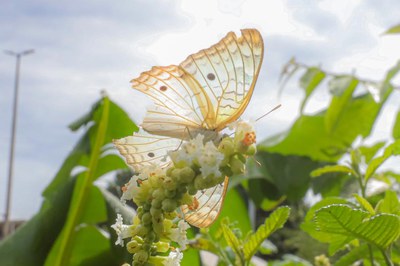 Fotos: André Oliveira / MDS