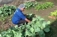 Hortas pedagógicas nas escolas de Sergipe melhoram alimentação dos estudantes e aprendizado gera renda em casa