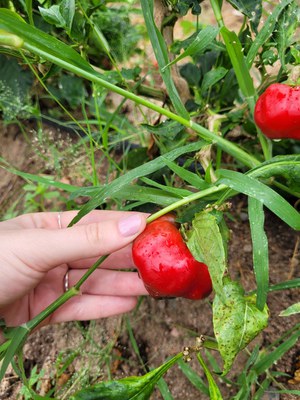 WhatsApp Image 2025-01-29 at 15.10.57 (1).jpeg