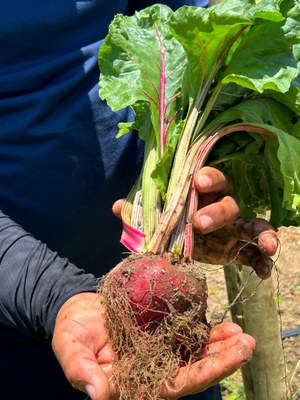 WhatsApp Image 2025-01-29 at 16.26.50.jpeg