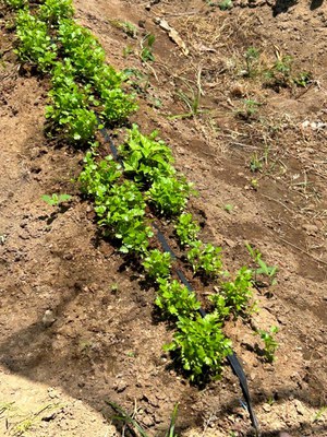 WhatsApp Image 2025-01-29 at 16.26.52.jpeg