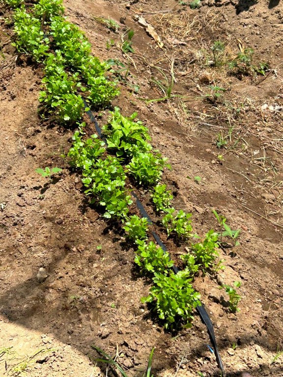 WhatsApp Image 2025-01-29 at 16.26.52.jpeg