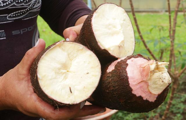 Foto: Embrapa / Divulgação