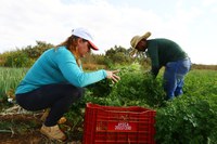 MDS destina R$ 15,5 milhões para compra e doação de alimentos do PAA