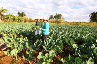 MDS destina R$ 90,6 milhões em recursos para operações do PAA em estados e municípios