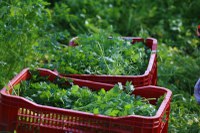 MDS e Embrapa Hortaliças realizam pesquisa para identificar iniciativas de hortas escolares