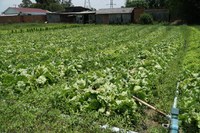 Ministério da Cidadania lança série de vídeos sobre Programa de Aquisição de Alimentos