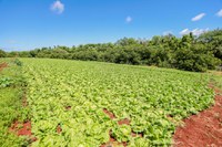 No Paraná, mais de 90 famílias produzem verduras, legumes e derivados do leite com venda garantida para comunidade local