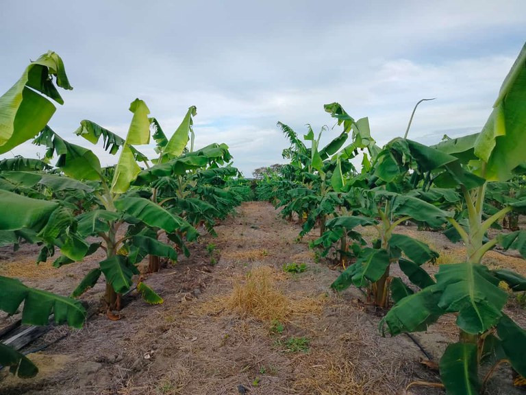 Foto: Divulgação / MDS