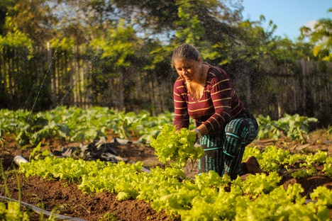 Plano Brasil Sem Fome: políticas econômicas e sociais tiraram cerca de 26,5 milhões da fome no Brasil Foto: Yako Guerra / MDS