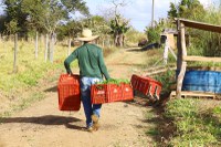 Portaria disponibiliza R$ 84,5 milhões para execução do Programa de Aquisição de Alimentos em 14 estados