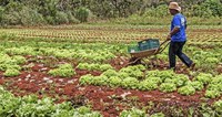 Produtores do Mato Grosso do Sul podem vender R$ 153 mil em itens da agricultura familiar para o Exército