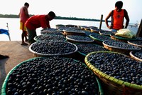 Programa de Aquisição de Alimentos está com chamada pública aberta para agricultores familiares do Amazonas