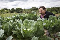 Programa de Aquisição de Alimentos (PAA) disponibilizou mais de R$ 285 milhões para pequenos agricultores em 2019
