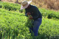 Senado aprova novo Programa de Aquisição de Alimentos lançado pelo Governo Federal