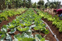 Sistema Nacional de Segurança Alimentar e Nutricional ganha seis novos convênios pelo Brasil e R$ 3 milhões em recursos do Governo Federal