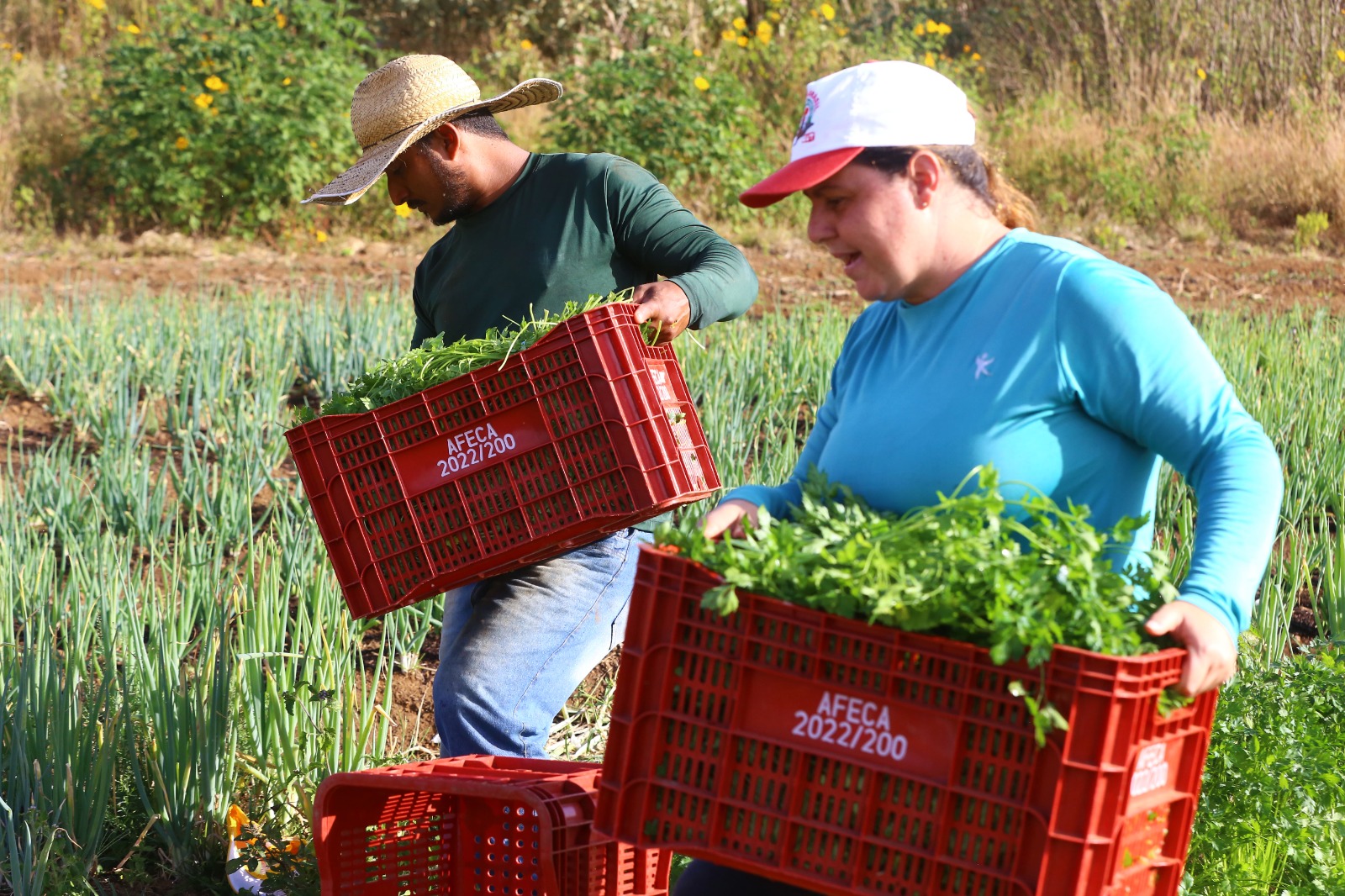 Agricultura familiar ganha força em Independência (CE) com o Programa de Aquisição de Alimentos