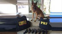 Cão treinado impede entrada de armas do Paraguai