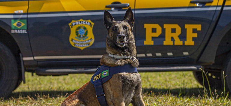 Centro de Desenvolvimento de Cães.jpg