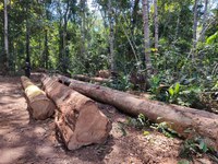 Polícia Federal embarga madeireiras suspeitas de garimpo ilegal em terras indígenas