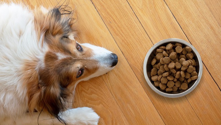 Senacon determina recall imediato de petiscos da Bassar Pet Food.jpg
