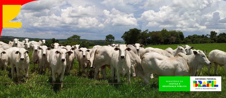 Vacas Nelore, helicóptero, Ferrari e outros carros de luxo vão a leilão nesta quinta-feira (26)