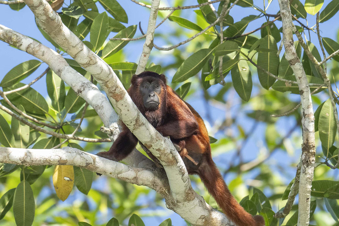 amazonia4.jpg